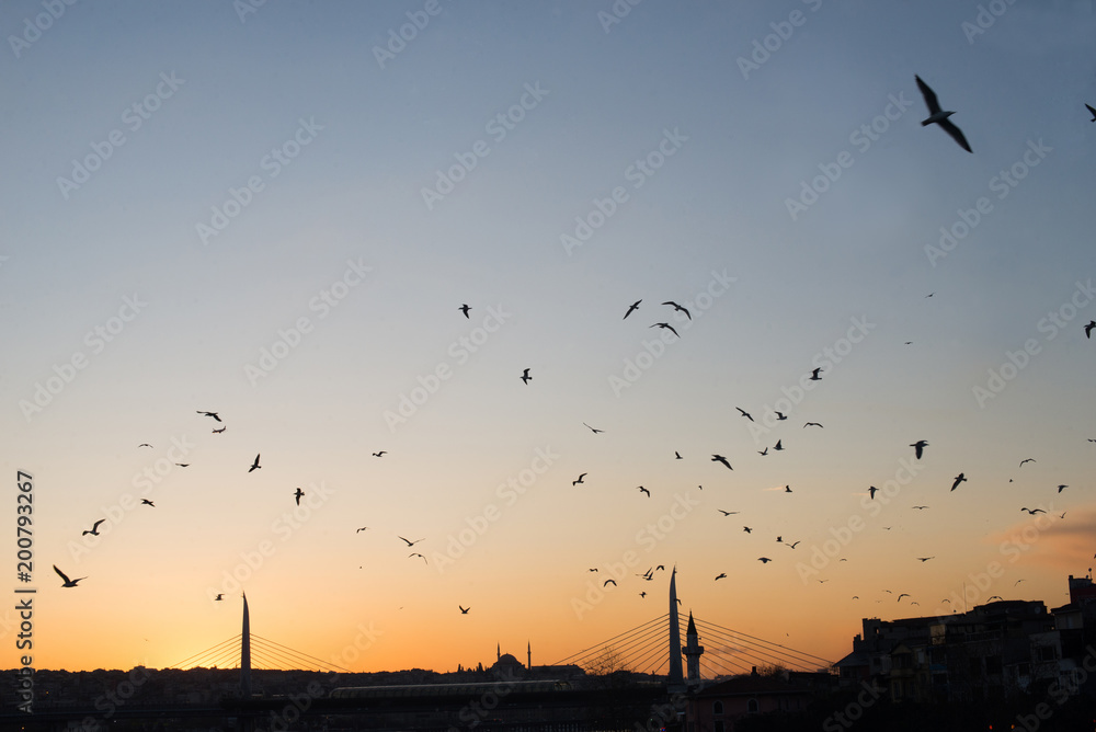 Fototapeta premium View on Istanbul coastline on sunset, cityscape with bridge and seagulls flying in the sky, popular touristic view from Galata bridge