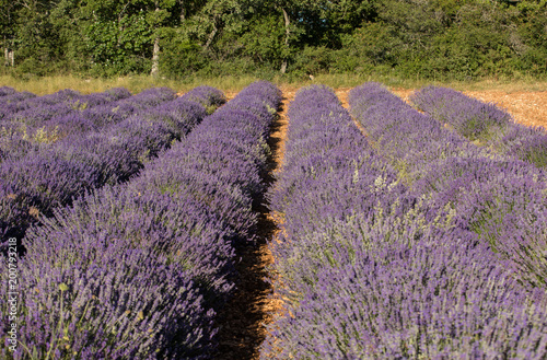 Lavender field near Sault in Provence   France.