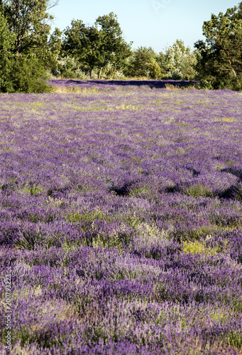 Lavender field near Sault in Provence, France.