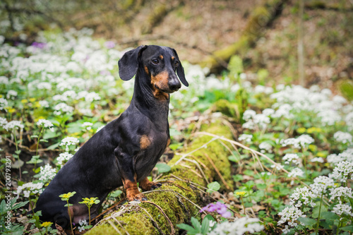 beautiful dog of the dachshund breed, black and tan, standing on a tree in a forest in a meadow of white spring flowers