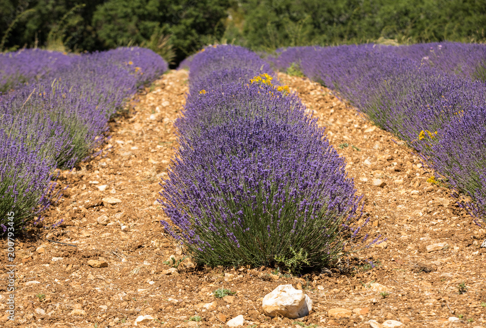 Fototapeta premium Lavender field in Provence, near Sault, France