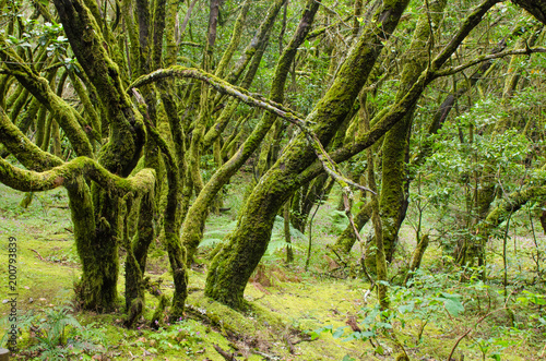 Beautiful evergreen forest in Garajonay national park on La Gomera island. photo