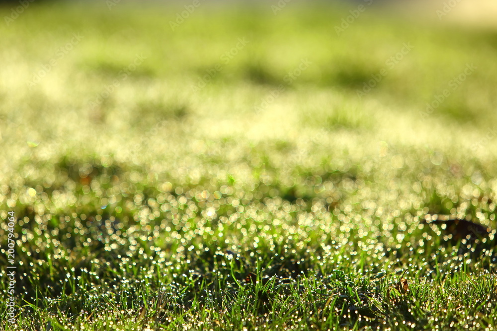 Morning dew in the sun on thin leaves of green grass. Morning dew in the sun on thin leaves of green grass.