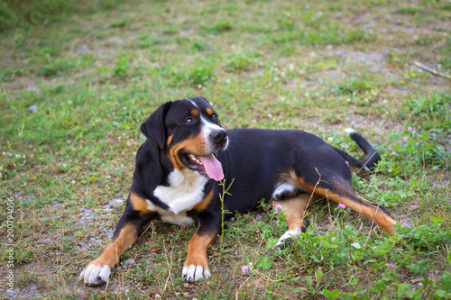 Great swiss mountain dog lying in the grass outdoors