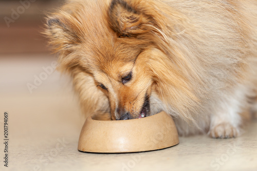 Fototapeta Naklejka Na Ścianę i Meble -  Shetland sheepdog eats food from a food bowl