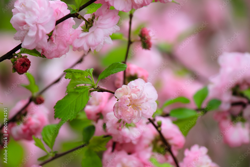 Cherry blossoms - obrazy, fototapety, plakaty 