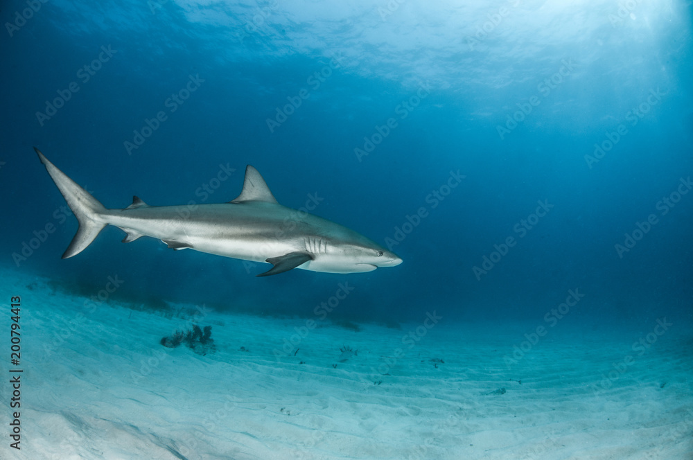 Caribbean Reef Shark at the Bahamas Caribbean Reef Shark at the Bahamas
