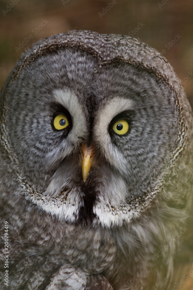 Owl portrait in nature, animal and bird background. Owl portrait in nature, animal and bird background.