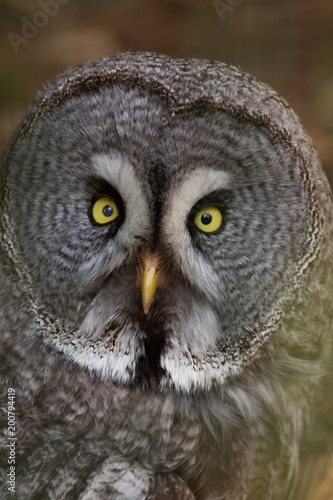 Owl portrait in nature, animal and bird background.