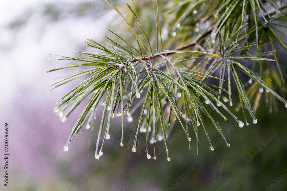 Premium Photo  Pine branches with drops of water on the needles.