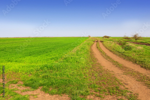 green wheat field and dirt road