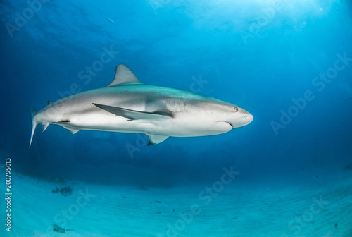 Caribbean Reef Shark at the Bahamas © Michael Bogner