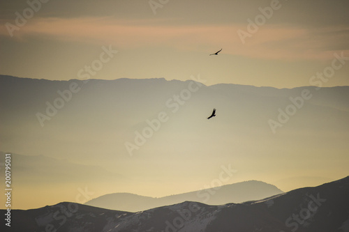 Condores en los Andes Chile 
