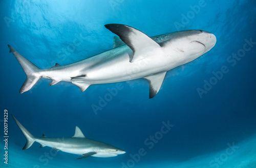 Caribbean Reef Shark at the Bahamas © Michael Bogner
