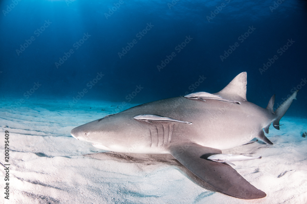 Naklejka premium Lemon Shark at the Bahamas