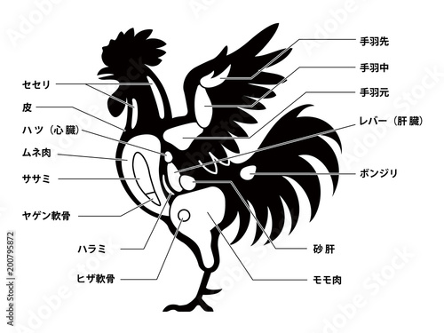 鶏肉　チキン　部位　白背景