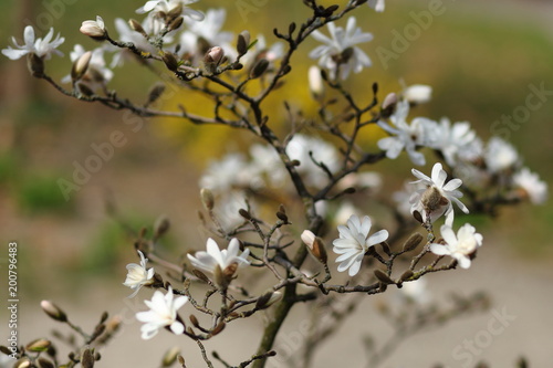 цветок  белой магнолии на ветке в ботаническом саду