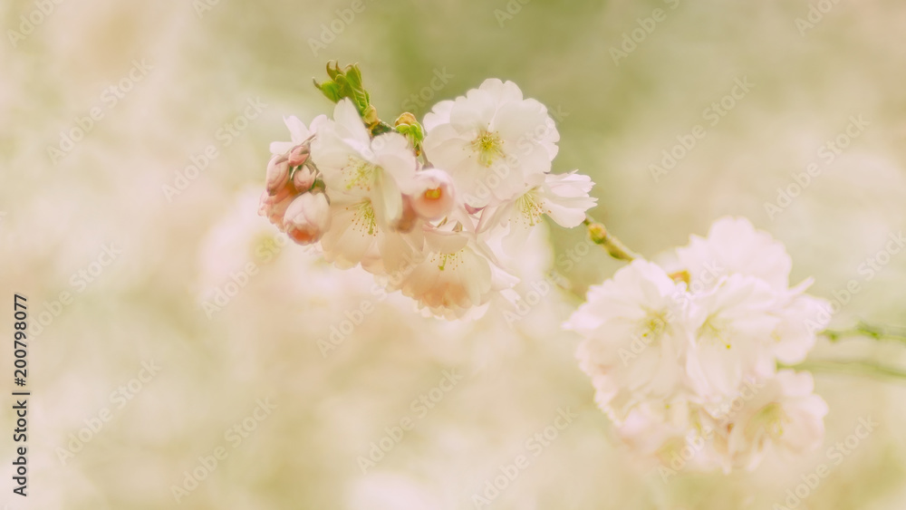 Kirschblüten, Zierkirsche, romantisch