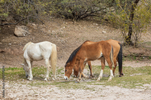 Wild Horses Near the Salt River in the Arizona Desert