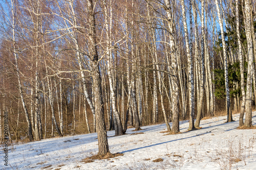 Birch grove on the slope on a winter day 