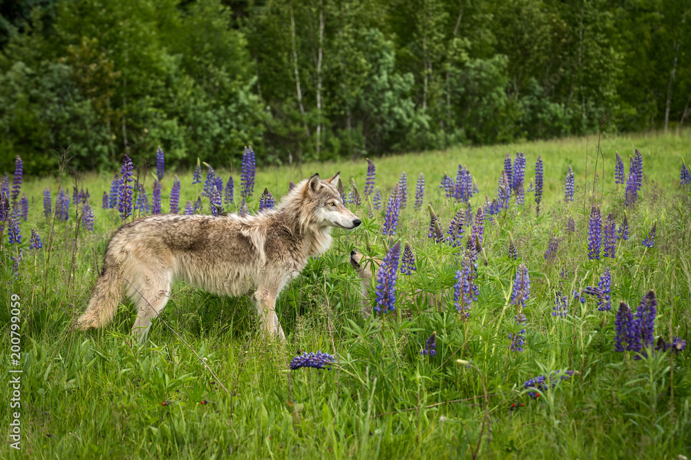 Fototapeta premium Juvenile Grey Wolf (Canis lupus) and Pup Stand in Field of Lupine