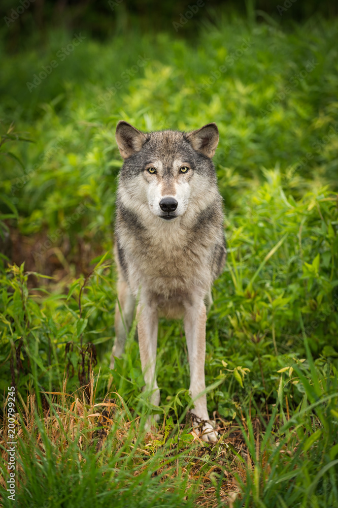 Grey Wolf (Canis lupus) Looks Out From Grass Grey Wolf (Canis lupus) Looks Out From Grass
