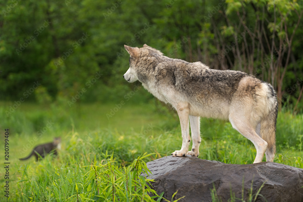 Grey Wolf (Canis lupus) Watches Cat in Distance Grey Wolf (Canis lupus) Watches Cat in Distance