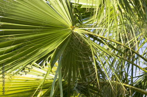 Palm leaves against the sky