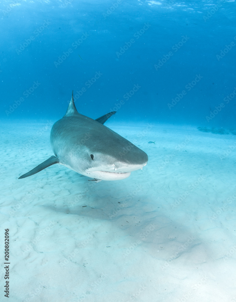 Fototapeta premium Tiger Shark at Tigerbeach, Bahamas