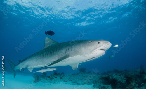Tiger Shark at Tigerbeach  Bahamas