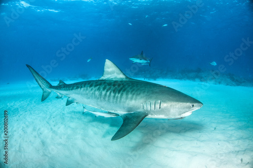 Tiger Shark at Tigerbeach, Bahamas © Michael Bogner