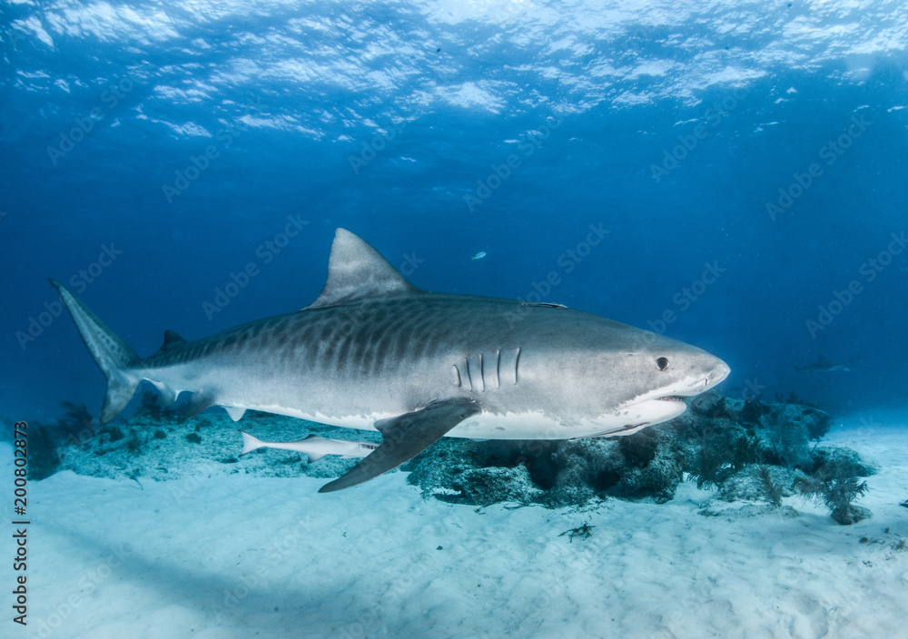 Tiger Shark at Tigerbeach, Bahamas Tiger Shark at Tigerbeach, Bahamas