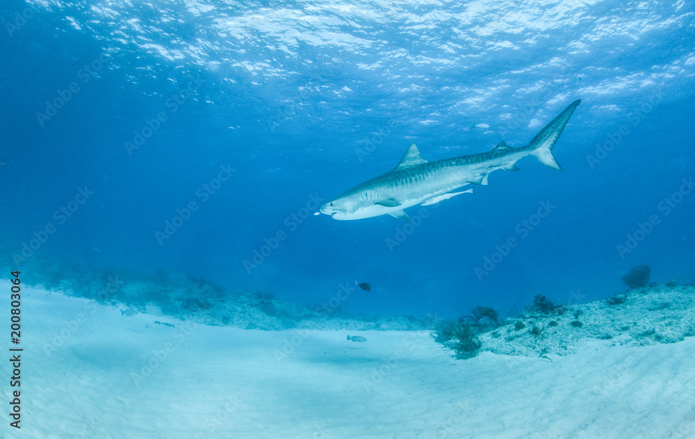 Naklejka premium Tiger Shark at Tigerbeach, Bahamas