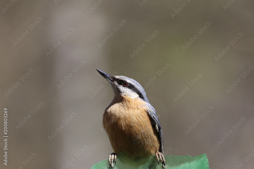 Obraz premium Bust of a brown nuthatch, on blurred brown background...