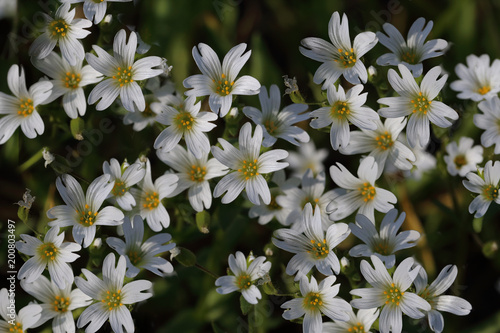 The white, beautiful field flowers are very small in size...