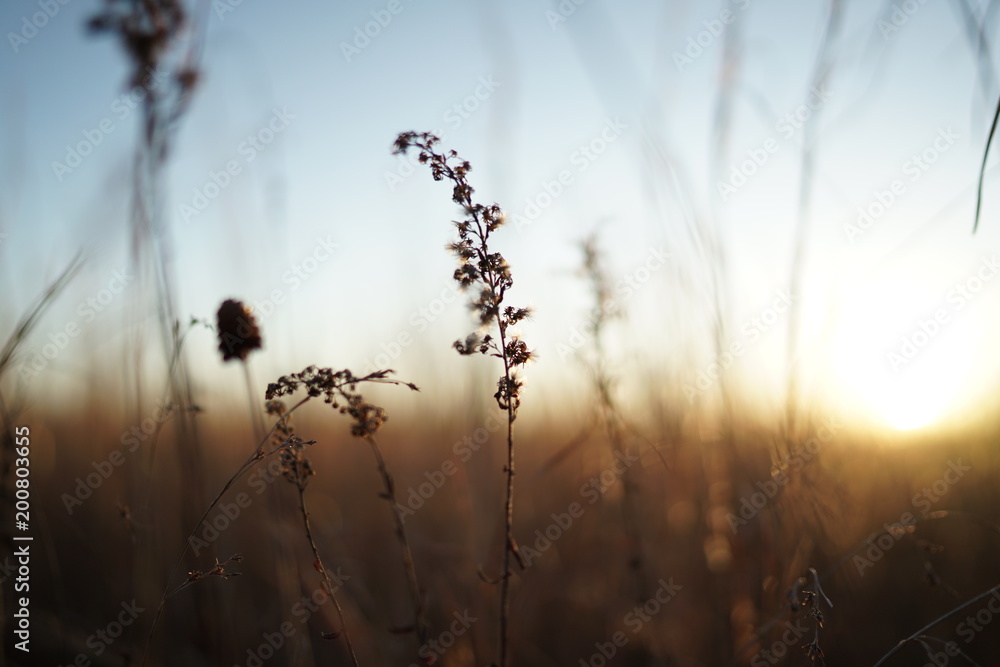 field.jpeg field.jpeg