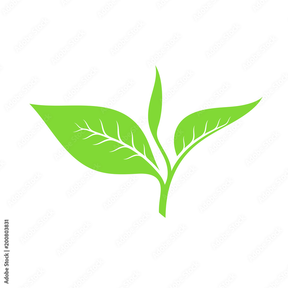 Tea leaf. Vector illustration