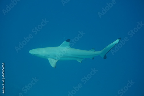 Blacktip reef shark © JuanAntonio