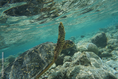 Hawksbill sea turtle © JuanAntonio