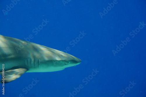 Blacktip reef shark