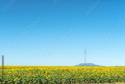 Sunflower field and power line near Westminster, Free State Province
