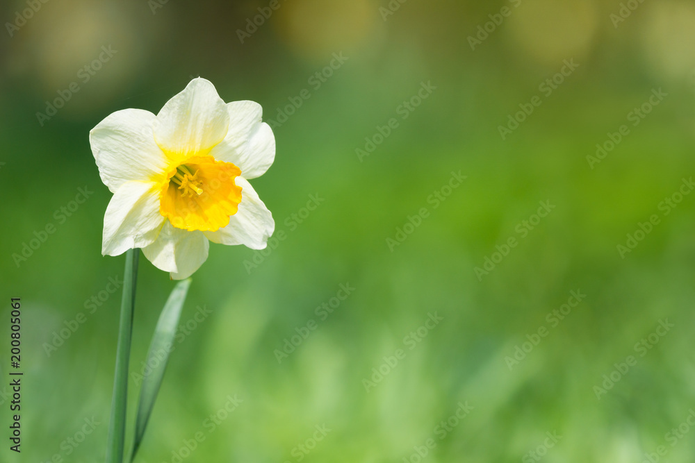 Weiße Narzisse (Narcissus) blüht im Licht der Frühlingssonne. Weiße Narzisse (Narcissus) blüht im Licht der Frühlingssonne.