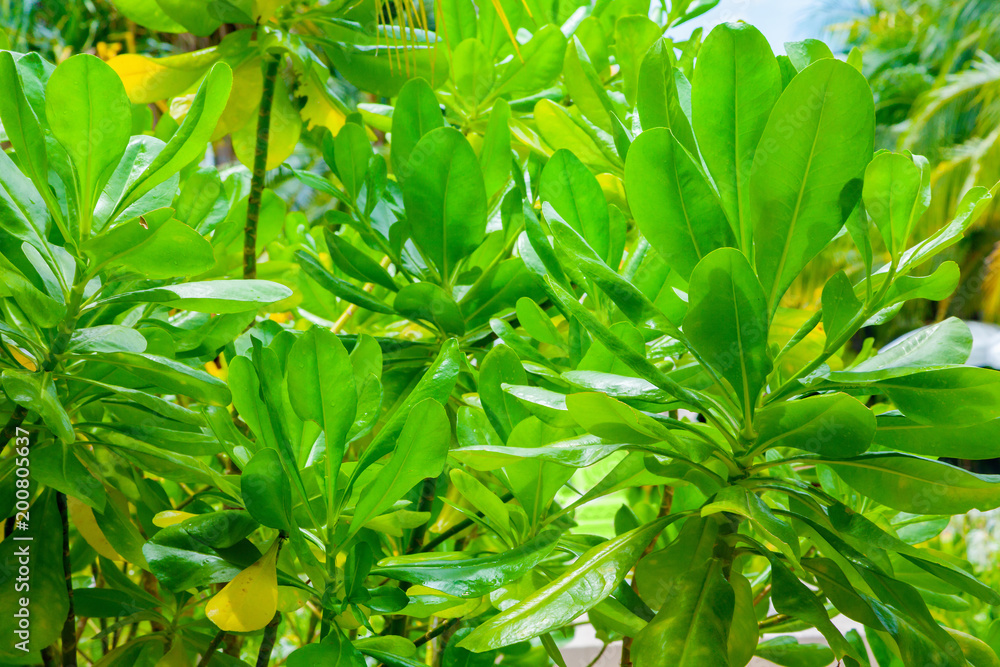 Obraz premium Plant leaf