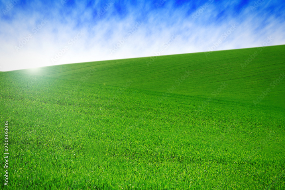 field with green grass and sky with clouds. Clean, idyllic, beautiful summer landscape with sun.