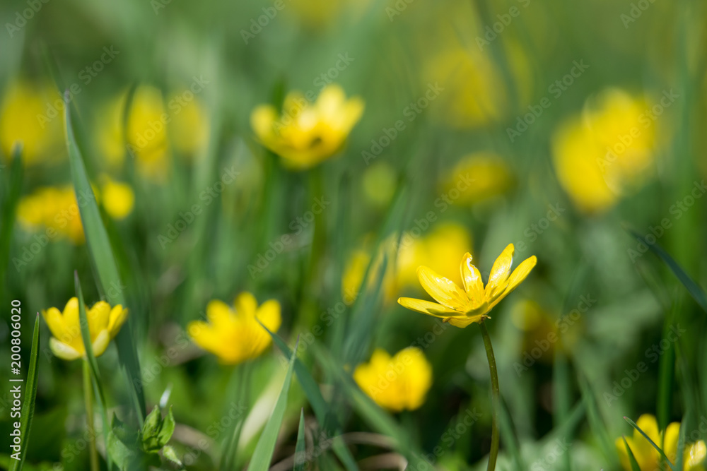 flood of yellow flowers