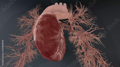 heart beat body organ  photo