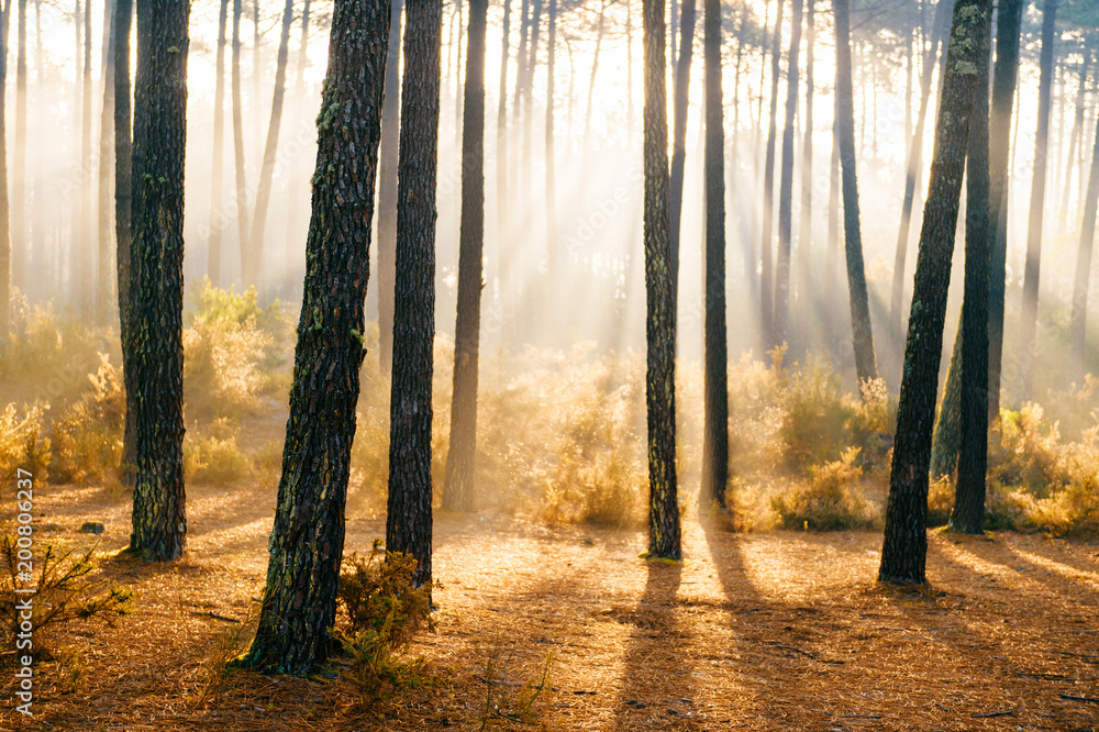 Fototapeta premium Fabulous european forest. Picturesque sunrise in Portugal. Fairy tale scenic view. Magnificent sun rays in pine trees. Beautiful seasonal nature landscape. Vivid colors. Sun light in wild territory