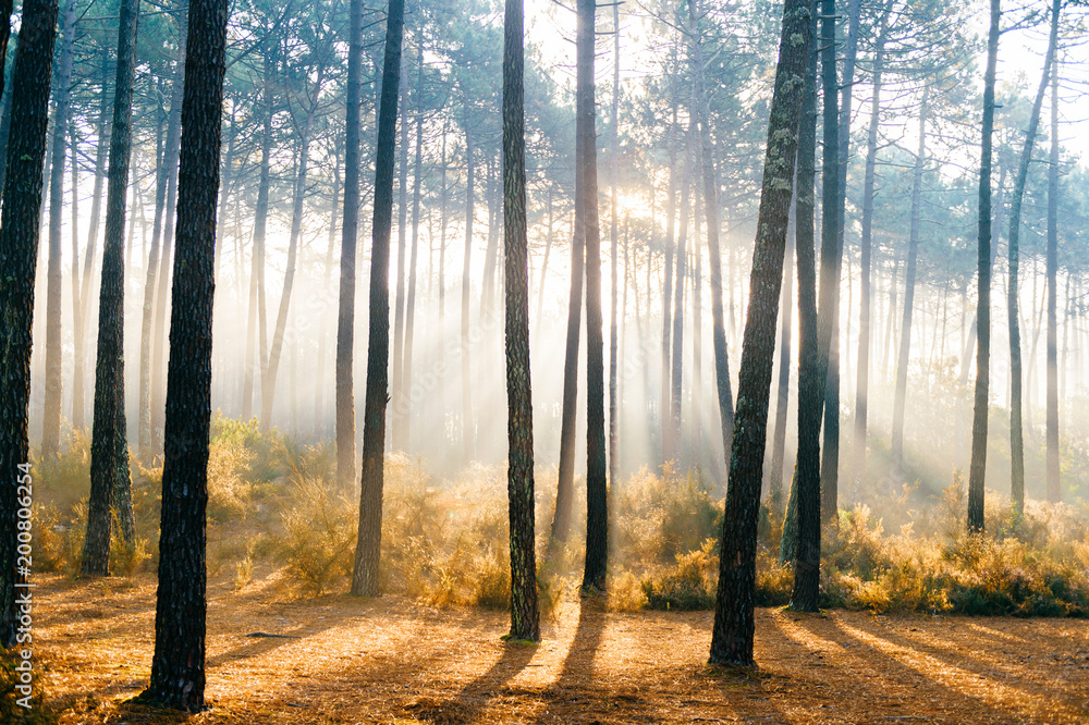 Fototapeta premium Fabulous european forest. Picturesque sunrise in Portugal. Fairy tale scenic view. Magnificent sun rays in pine trees. Beautiful seasonal nature landscape. Vivid colors. Sun light in wild territory