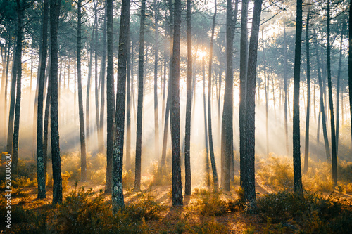 Fabulous european forest. Picturesque sunrise in Portugal. Fairy tale scenic view. Magnificent sun rays in pine trees. Beautiful seasonal nature landscape. Vivid colors. Sun light in wild territory