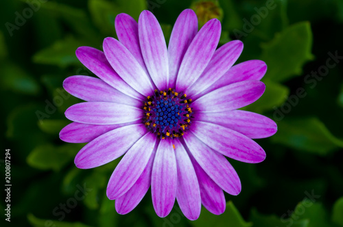 Macro photo of flowers  purple daisy